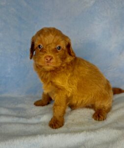 liver nose red mini goldendoodle for adoption in AL