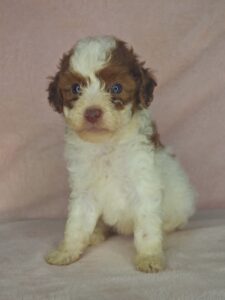 sable chocolate parti micro mini goldendoodle