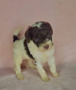 Chocolate parti female micro mini goldendoodle