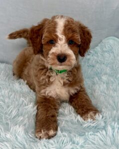 red tuxedo mini goldendoodle boy for adoption with one blue eye