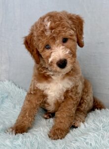 teddy bear mini goldendoodle for adoption