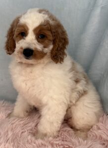 F1b parti mini goldendoodle for adoption