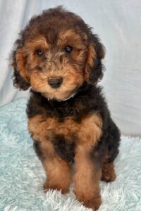 black phantom mini goldedoodle for adoption