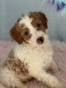 red and white parti petite goldendoodle for adoption
