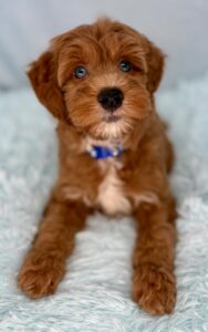 blue-eyed red mini goldendoodle available for adoption