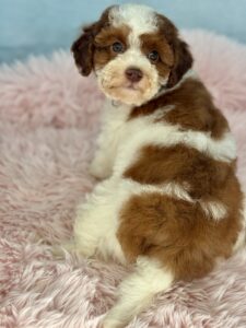sable chocolate parti micro mini goldendoodle available for adoption