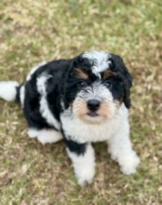 tri-color mini goldendoodle puppy for adoption in AL