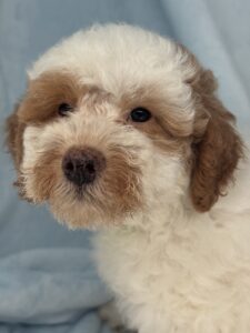 Parti mini goldendoodle boy for adoption maturing 20 pounds