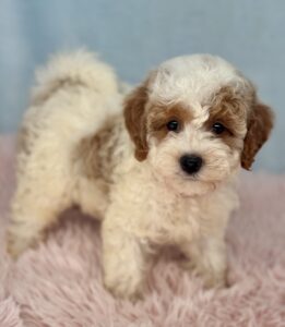 parti mini goldendoodle female maturing to 20 pounds