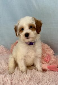 wavy coat mini parti mini goldendoodle girl for adoption in AL