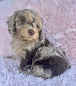 chocolate merle mini bernedoodle
