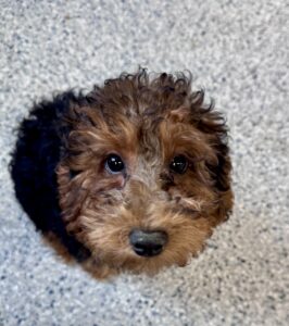 unusual colored mini goldendoodle for adoption in AL