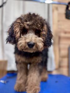 older mini goldendoodle puppy with some training