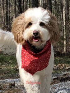 red and white parti micro mini goldendoodle
