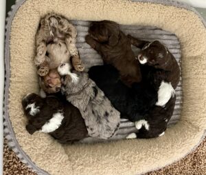 mini bernedoodle puppies available for adoption