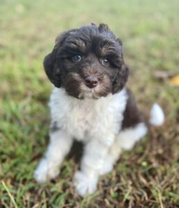 chocolate parti mini bernedoodle