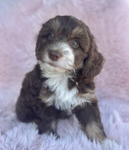 chocolate tri-color mini bernedoodle female puppy for adoption