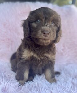 chocolate phantom mini bernedoodle for adoption near Birmingham