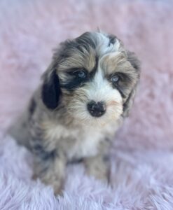 blue merle mini bernedoodle for adoption in AL