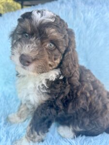 chocolate tri-color mini bernedoodle male puppy
