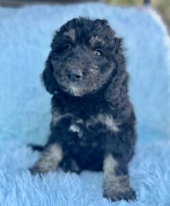 mini bernedoodle boy for adoption