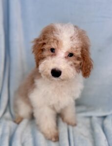 parti eyed mini goldendoodle maturing under 20 pounds