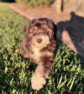 Chocolate tri-color mini bernedoodle