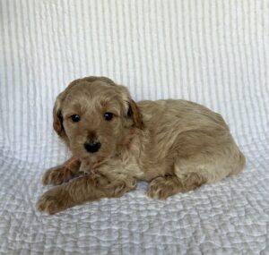 blonde straight coat mini goldendoodle female puppy for adoption