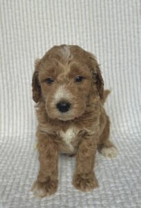 tan mini goldendoodle male puppy for adoption
