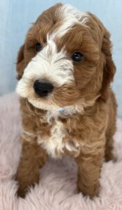 red tuxedo mini goldendoodle