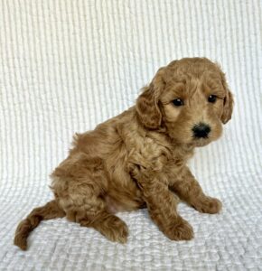 teddy bear colored mini goldendoodle female puppy for adoption