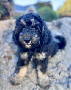 medium sized bernedoodle male puppy for adoption