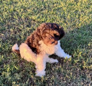 Tri-color mini bernedoodle female puppy for adoption