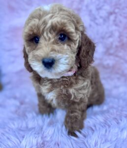 apricot or teddy bear color mini goldendoodle female puppy for adoption