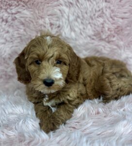 teddy bear colored mini goldendoodle female puppy available