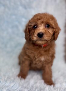 red male cavapoo puppy for adoption
