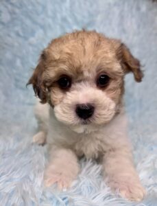 parti cavapoo male puppy for adoption