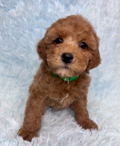 red small cavapoo boy for adoption