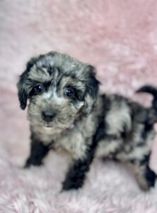 blue merle cavapoo puppy for adoption