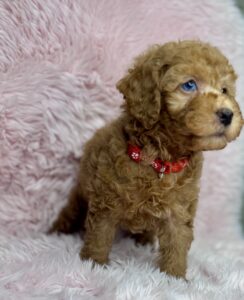 red teddy bear colored cavapoo for adoption
