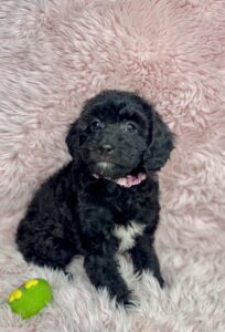 black cavapoo female puppy for adoption