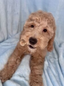 tan or Carmel brown mini goldendoodle puppy available now.