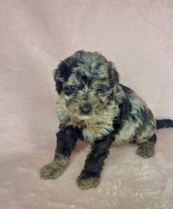 blue merle cavapoo female puppy for adoption