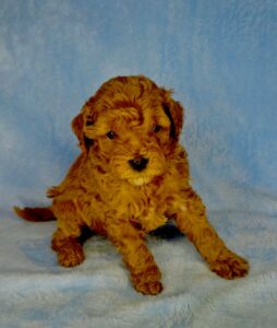 red male cavapoo puppy for adoption