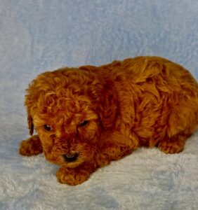 red curly cavapoo male puppy for adoption