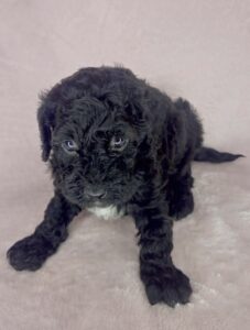 black female cavapoo puppy for adoption in AL