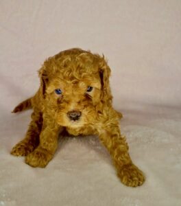 red female cavapoo puppy for adoption