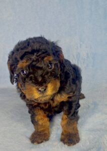 black phantom cavapoo male puppy for adoption