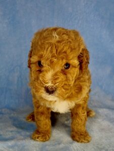 apricot cavapoo male puppy for adoption