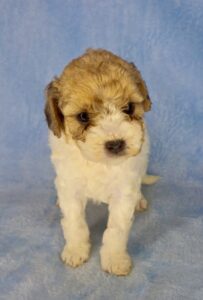 sable parti cavapoo male puppy for adoption in AL